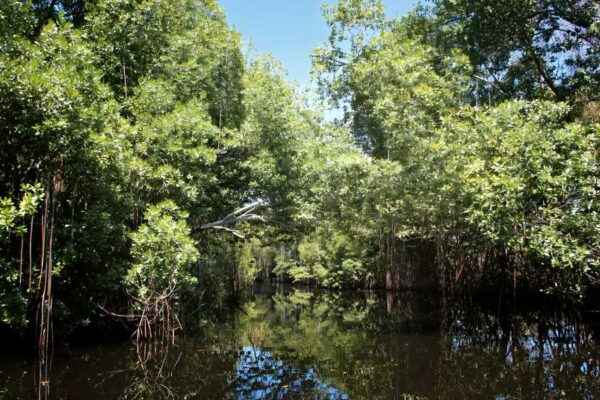 Gorai Mangrove Park Set To Open On May 1, Offering Stunning Views & Eco-Tourism Experience