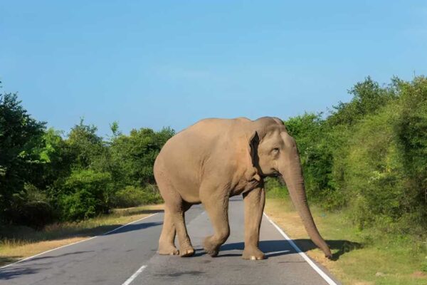 Delhi-Mumbai E-way Now Home To Country’s First Animal Overpass