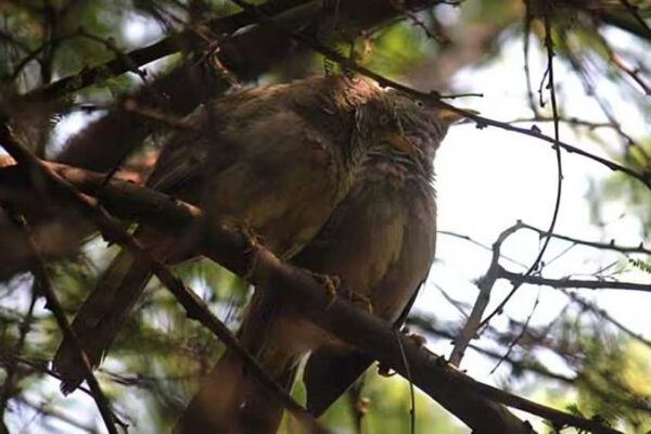 Charkop Environmentalist Urges BMC To Protect Bird Nests Ahead Of Sea Link Work
