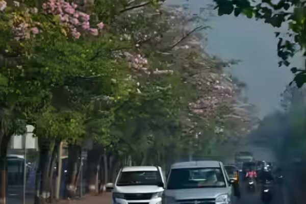 MMRDA To Cut 320 Trees, Transplant 386 For Infrastructure Project