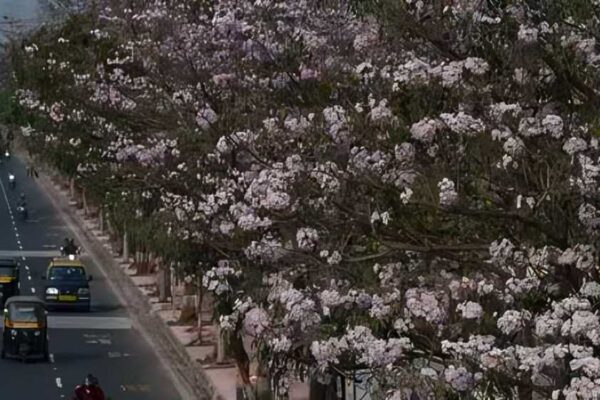 Activist Moves To Protect Mumbai’s Pink Trumpet Trees From Elevated Road Project
