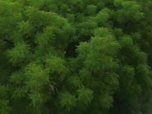 Massive Tree Felling In Thane Forests Raises Alarm Amid Infrastructure Push