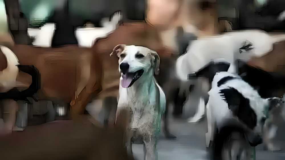 Mumbai To Get First Civic-Run Stray Dog Shelter In Malwani