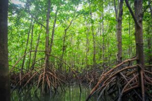 Pirojsha Godrej Urges Stronger Mangrove Protection Amid Mumbai’s Development Push