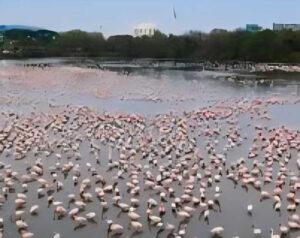 Environmentalists Push For Conservation Reserve Status For Navi Mumbai’s DPS Flamingo Lake