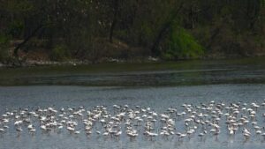 Row Intensifies Over Delay In Conservation Status For Navi Mumbai’s DPS Flamingo Lake