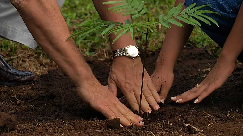 Mumbai Must Link Every New Home & Office Approval To Mandatory Tree Plantation