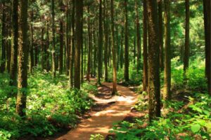 BMC Plans Afforestation Drive Across 65 Acres In Aarey To Boost Mumbai’s Green Cover