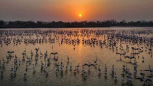 Wetlands Or Real Estate Zones? Navi Mumbai Flamingo Sites Classification Sparks Backlash