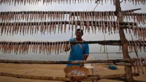 Coastal Road Vs Koli Livelihood: Mumbai’s Development Push Deepens Conflict With Traditional Fisherfolk