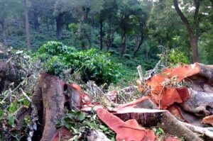 Mumbai Tree Authority Clears Removal Of Over 1,000 Trees For Key Infrastructure & Redevelopment Projects