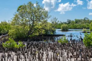 Bombay HC Seeks Progress Report On Mangrove Restoration For Versova-Bhayandar Coastal Road Project