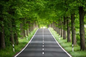 Mumbai Approves Tree Removal For Key Infrastructure & Redevelopment Projects