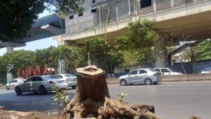 Rapid Urbanisation Raises Ecological Concerns In Thane As Green Cover Shrinks