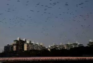 World Environment Day: MMR Environmental Groups Unveil Climate Action Initiative Focused On Blue Carbon & Urban Resilience