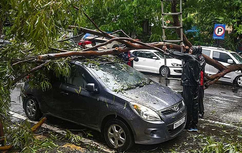 Why Trees Keep Falling In Mumbai Every Monsoon & What Can Be Done To Prevent It?