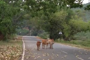 Pune-Mumbai Highway Expansion Plan Gains Momentum With Rs 6,000 Crore Six-Laning Project