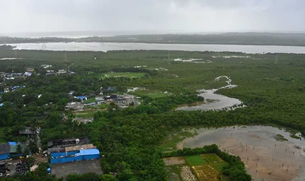Bombay High Court Allows Felling Of 847 Mangroves For Bullet Train-Linked Infrastructure Project