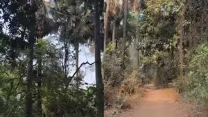 Rs 30,000 Compensation Clears Tree Obstacle On Kalyan Ring Road’s Vadavali-Atali Stretch