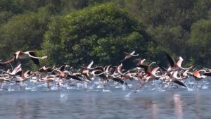 MMRDA Asked To Rework Thane Coastal Road Route Over Mangrove & Flamingo Habitat Concerns