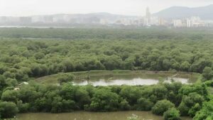 Mankhurd Flyover Plan Seeks Diversion Of 1.62 Hectares Of Mangrove Forest Land