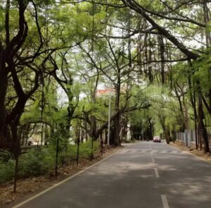 Mumbai Tree Panel To Review Tree Felling Requests For Housing, Hospital & Road Projects