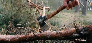 Mumbai Plans To Cut 457 Trees For Four Major Infrastructure Projects
