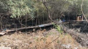 Mumbai’s Infrastructure Boom Puts Urban Greenery & Mangrove Ecosystems Under Pressure
