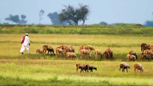 Maharashtra Plans Rs 1 Land Allotment For Dhangars, Other Nomadic Tribes