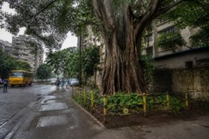 Chembur Tree Crash Puts Mumbai’s Urban Safety Under Spotlight